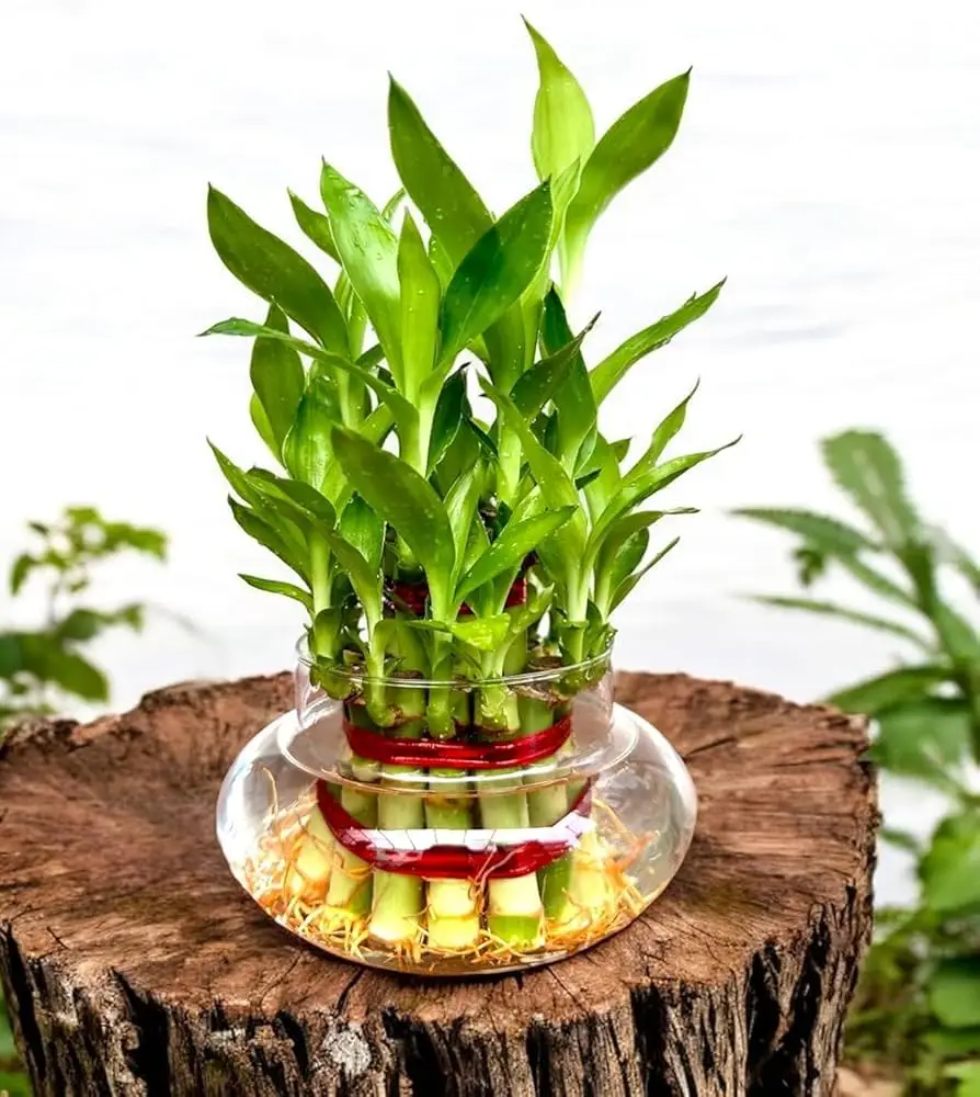 Lucky Bamboo