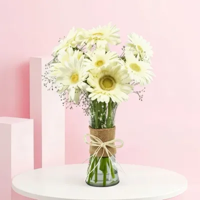 Serene White Gerberas