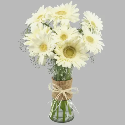 Serene White Gerberas