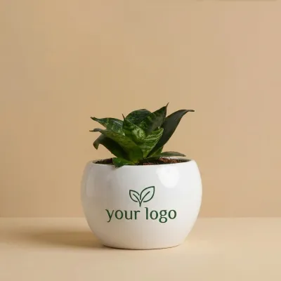 Custom Logo Snake Plant in Pot