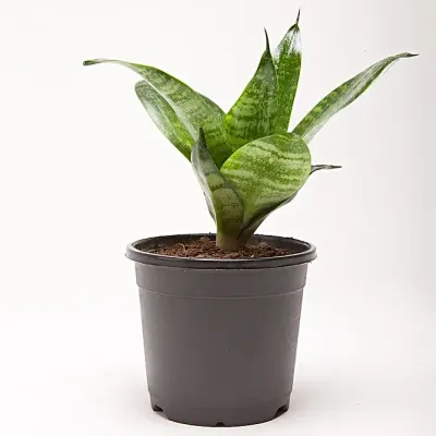 Compact Snake Plant Home Gift