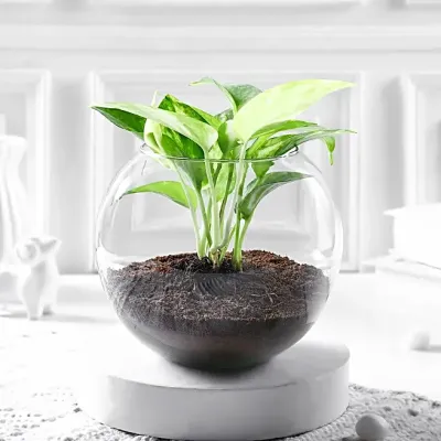 Indoor Money Plant in Bowl