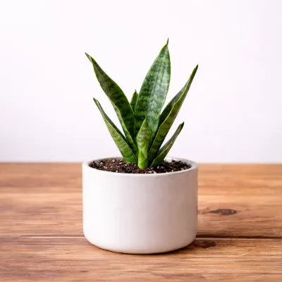 Snake Plant