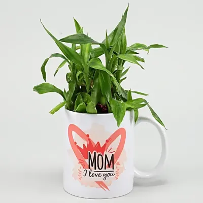 Bamboo Plant in Coffee Mug