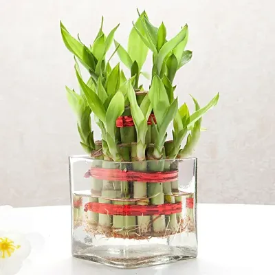 Bamboo Plant in Glass Vase