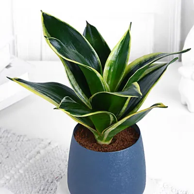 Green Snake Plant for Home & Office
