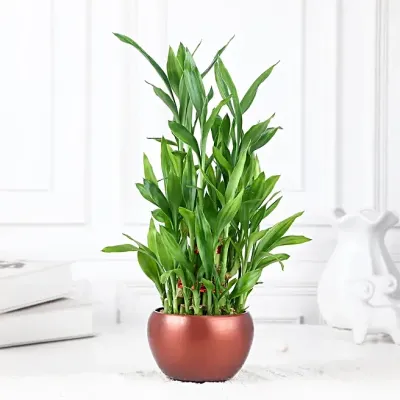 Bamboo Plant Gift for Good Luck