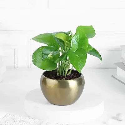 Money Plant Decor for Table