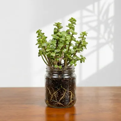 Jade Plant Gift for Home and Office