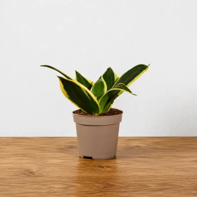 Indoor Snake Plant