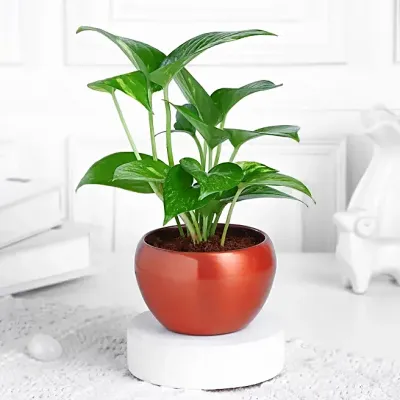 Money Plant with Red Pot