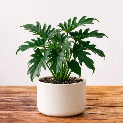 Philodendron Xanadu Plant
