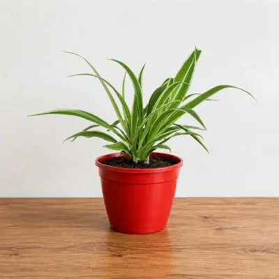 Spider Plant in Red Pot