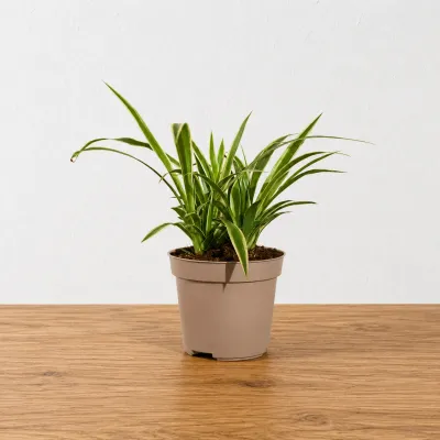 Spider Plant in Pot