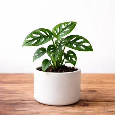 Monstera Broken Heart Plant