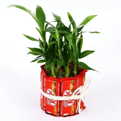 2 Layer Lucky Bamboo with Kitkat