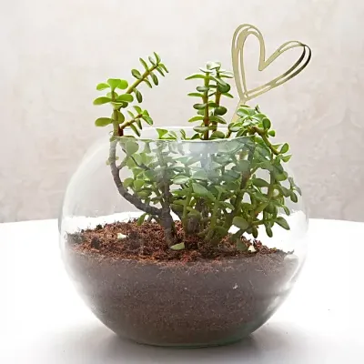 Jade Plant Glass Bowl
