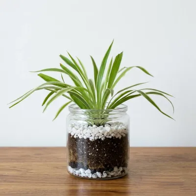 Spider Plant Glass Jar Terrarium