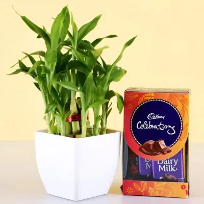 2 Layer Lucky Bamboo with Cadbury Celebrations