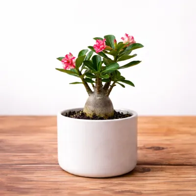 Desert Rose Adenium Plant