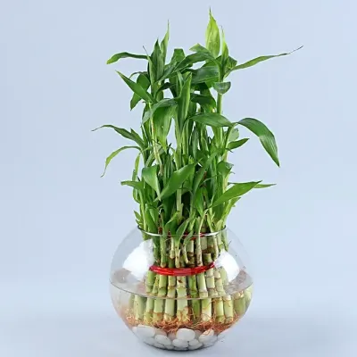 Bamboo Plant in Glass Vase
