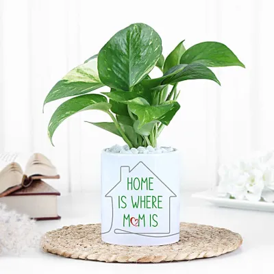 Aesthetic Money Plant for Home