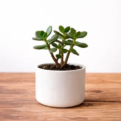 Jade Plant