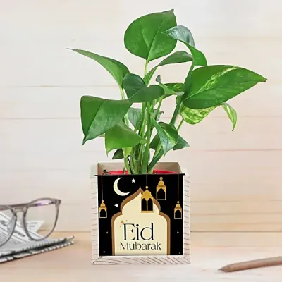 Eid Mubarak Money Plant Gift Pot