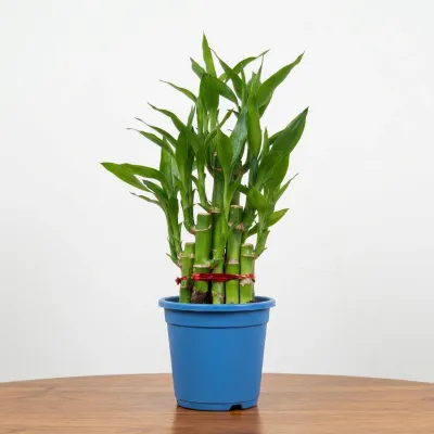 Lucky Bamboo Plant in Blue Pot