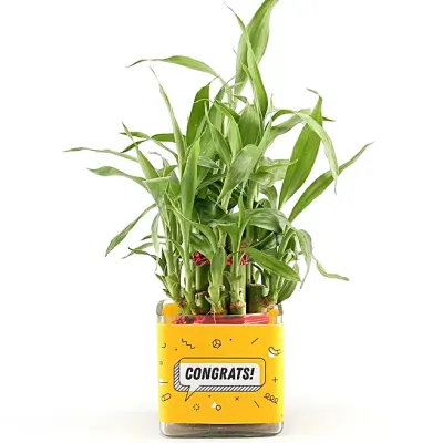 Bamboo Plant in Designer Mug