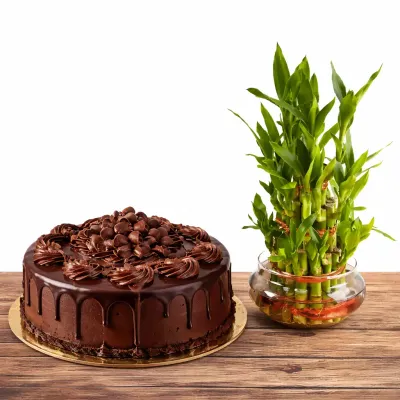 Chocolate Cake N 3 Layer Lucky Bamboo
