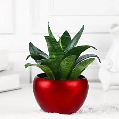 Easy Care Snake Plant Home Gift