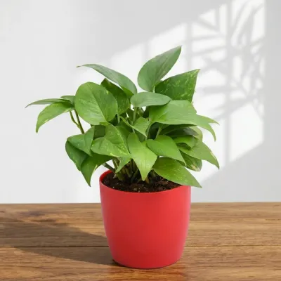 Money Plant Gift Pot