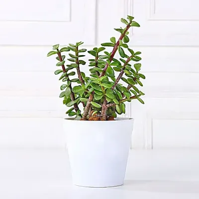 Jade Plant Home Decor Gift