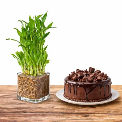 Green Bamboo and Chocolate Cake Gift
