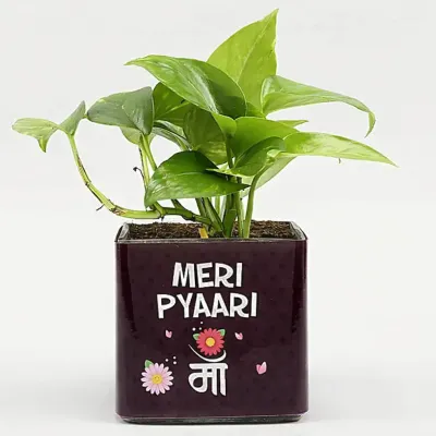 Cute Plant Gift for Maa