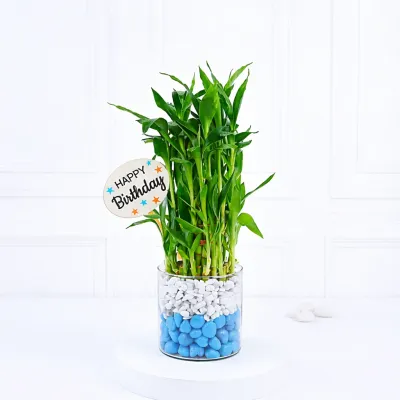 Lucky Bamboo with Stones Gift
