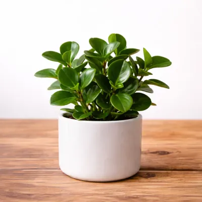 Peperomia Green Plant