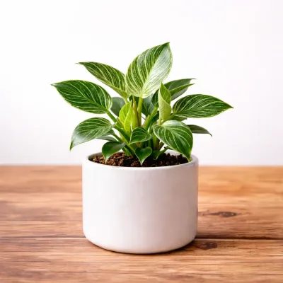 Philodendron Birkin Plant