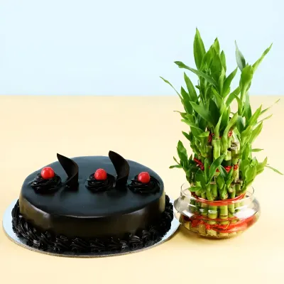 Truffle Cake N 3 Layer Lucky Bamboo
