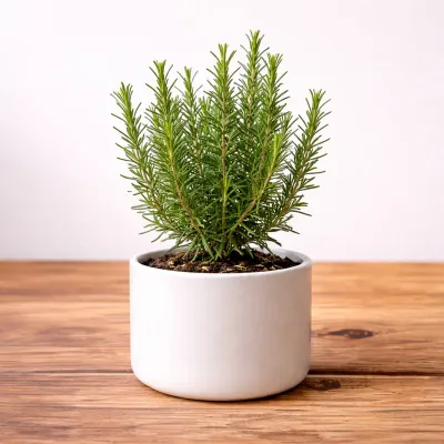 Rosemary Plant