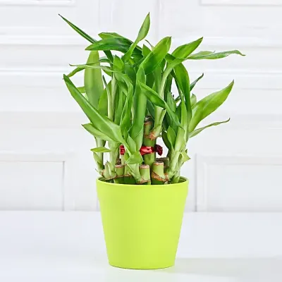 Green Pot Bamboo Plant Gift