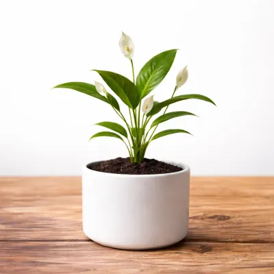 Peace Lily Plant