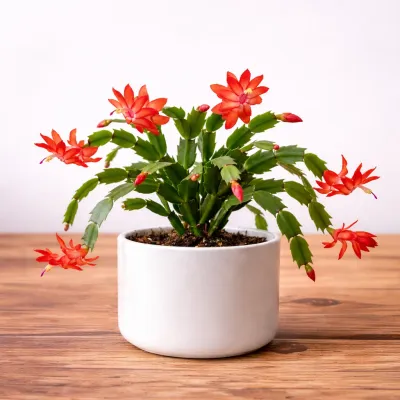 Christmas Cactus Plant