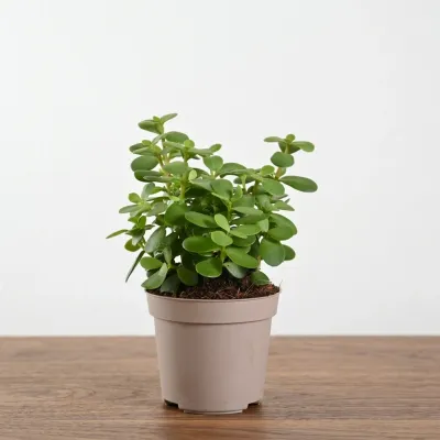 Jade Plant in Grey Pot