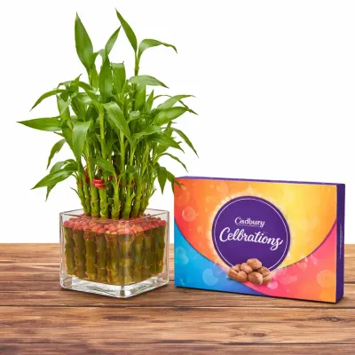 Lucky Bamboo with Chocolate Set