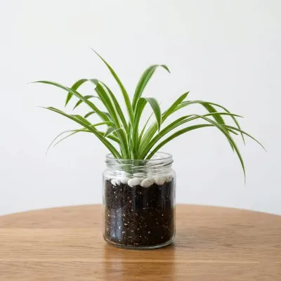 Spider Plant in Glass Pot