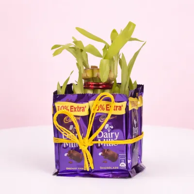 Chocolate Bamboo Tree