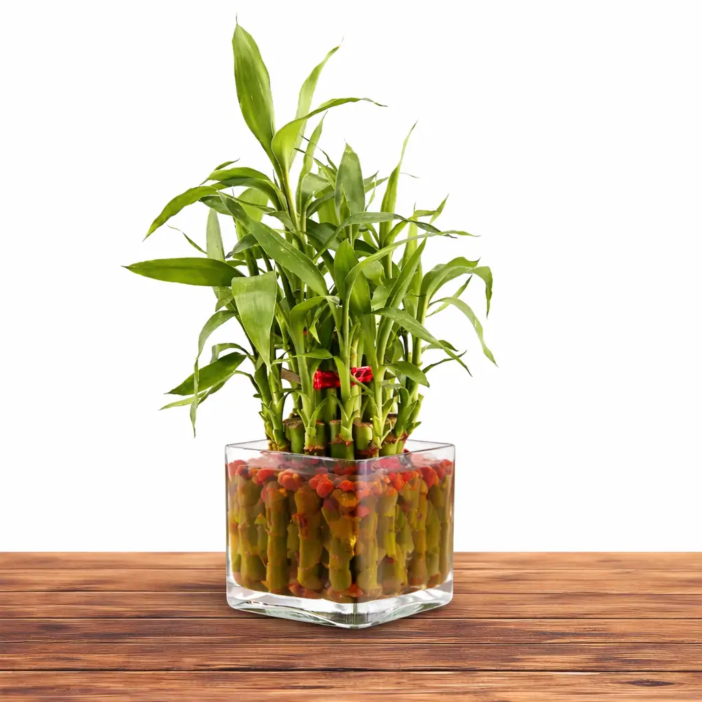 Bamboo Plant with Chocolate Cake