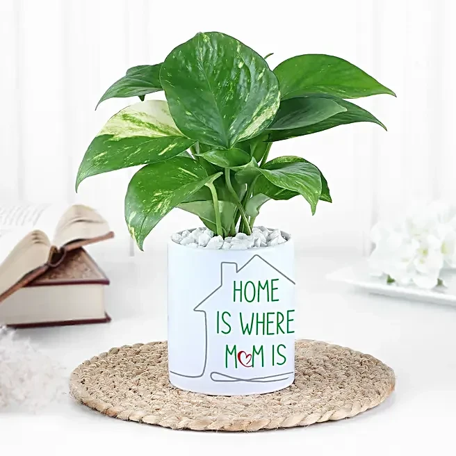 Aesthetic Money Plant for Home